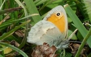 Biodiversity monitoring report: Endemic and threatened flora and butterfly species